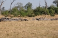 The Savuti hide 